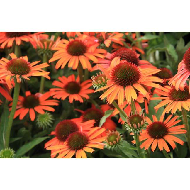 Echinacea purpurea'Orange Pearl'