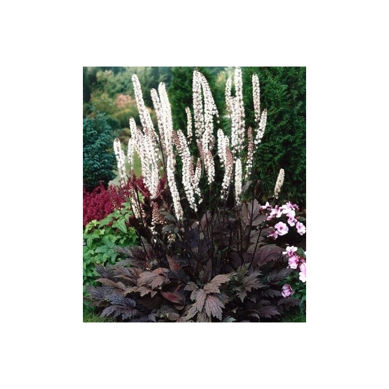 Actaea ramosa'Chocoholic'