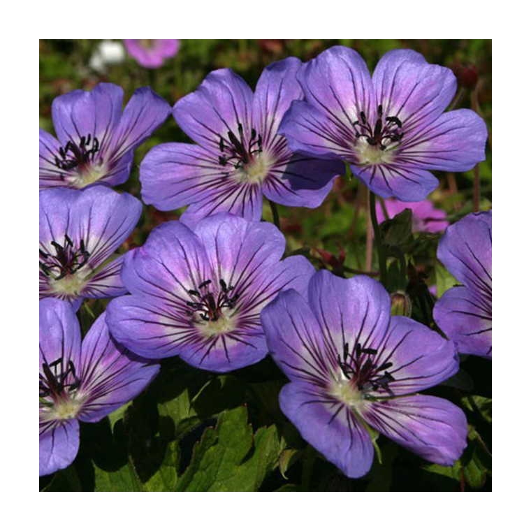 Geranium'Havanna Blues'