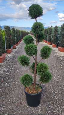 Cupressocyparis leylandii'Caslewellan gold' pon pon 