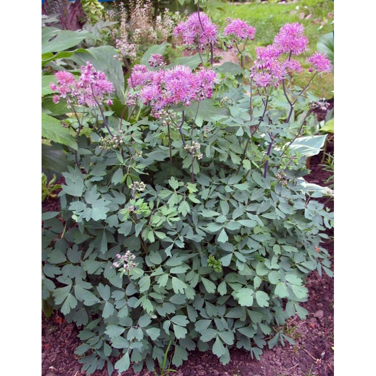 Thalictrum aquilegifolium'Thundercloud'