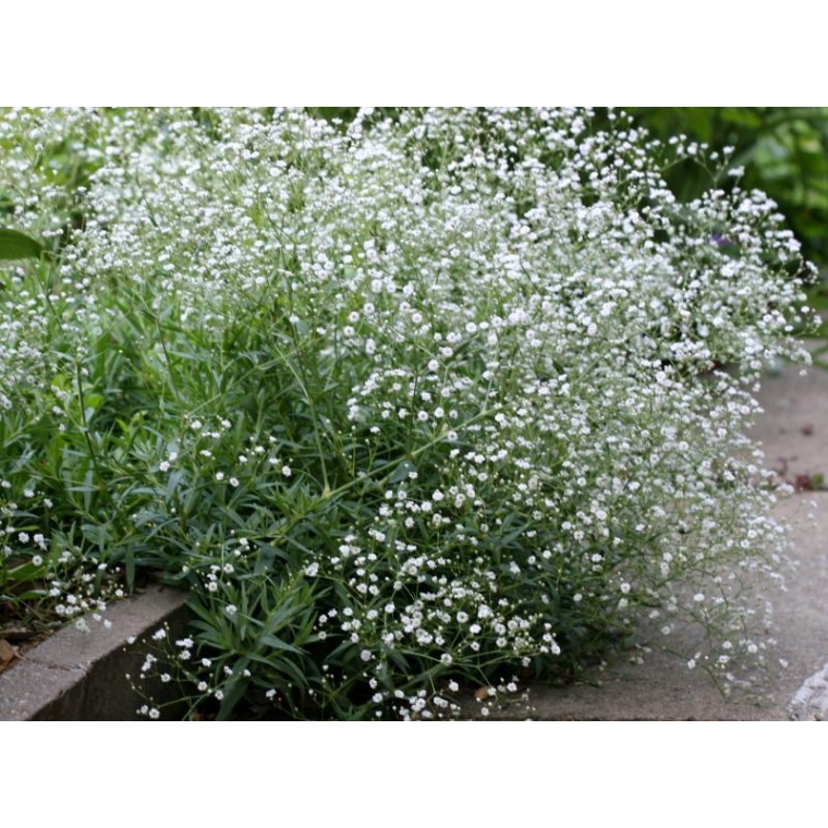 Gypsophila paniculata'Schneeflocke'