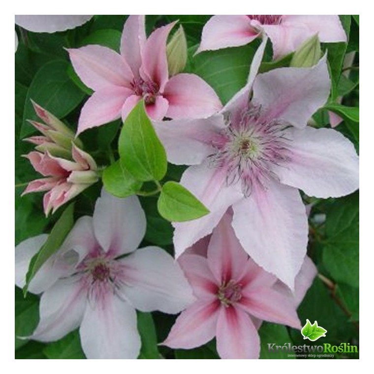 Clematis'Jan Pawel II' 