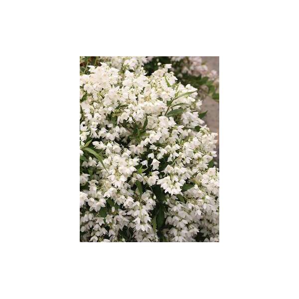 Deutzia'Yuki Snowflake' 