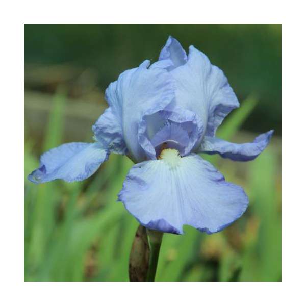 Iris germanica'Springtime Madonna'