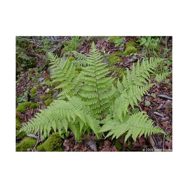 Dryopteris marginalis