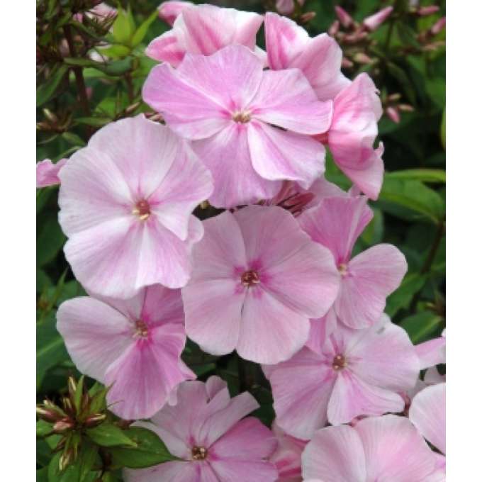 Phlox paniculata'Elizabeth Arden'