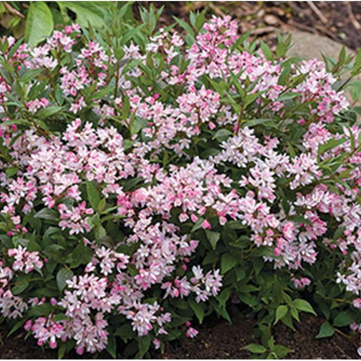 Deutzia'Yuki Cherry Blossom' 