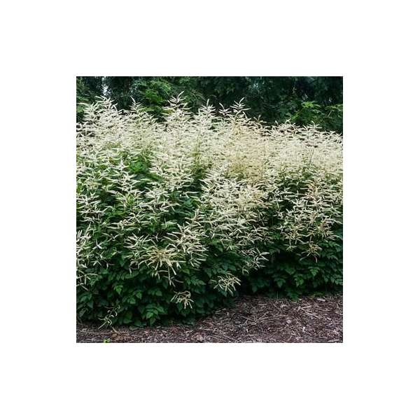 Aruncus'Misty Lace'