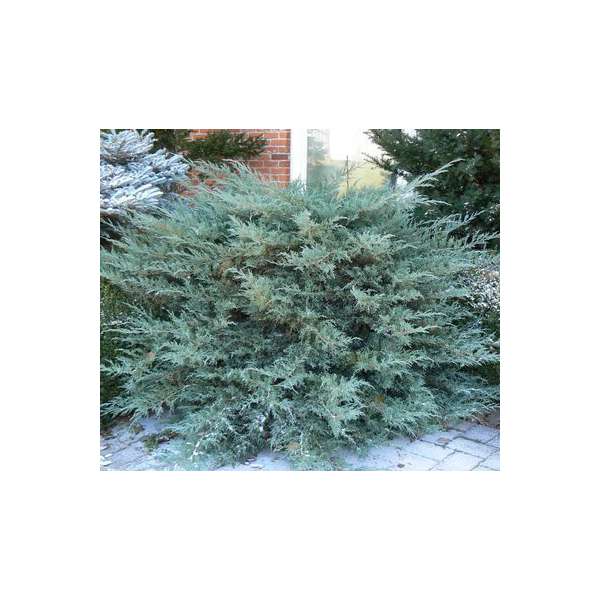 Juniperus virginiana'Grey Owl' 