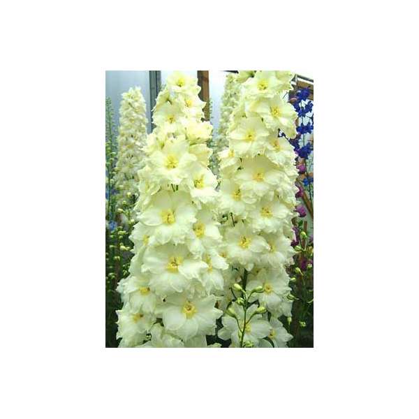 Delphinium'Yellow Pearl' 