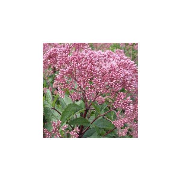 Eupatorium'Baby Joe'