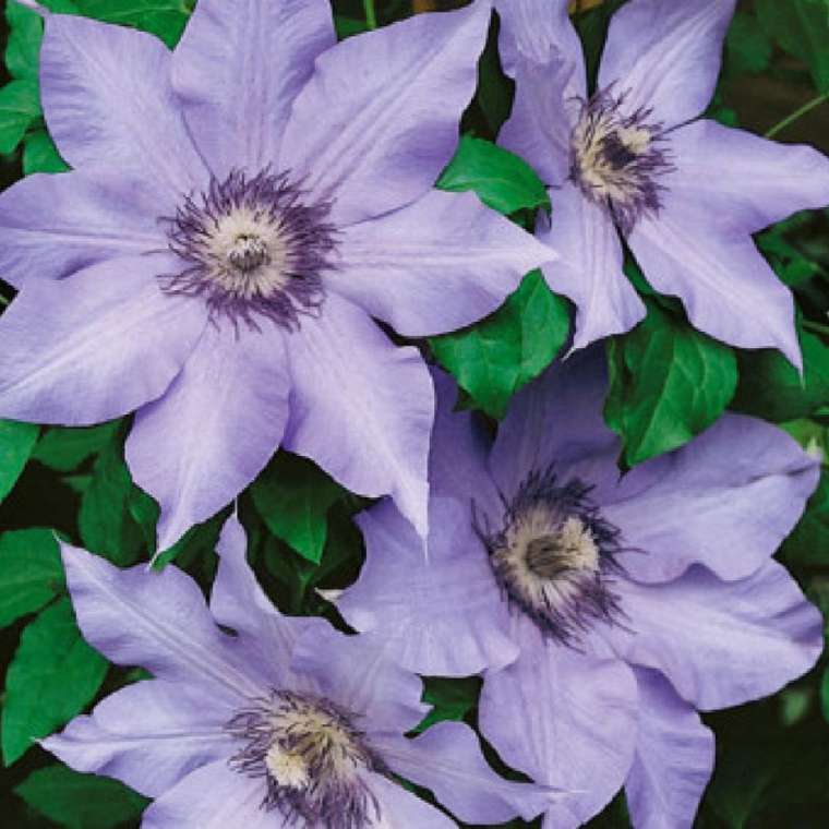 Clematis'The First Lady' 