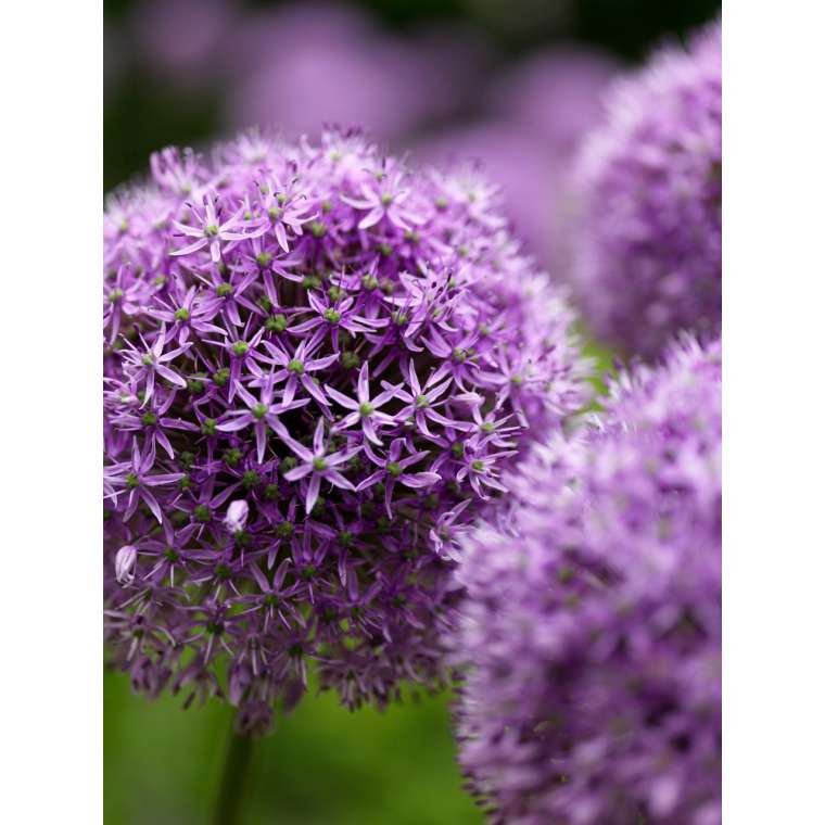 Allium'Gladiator'