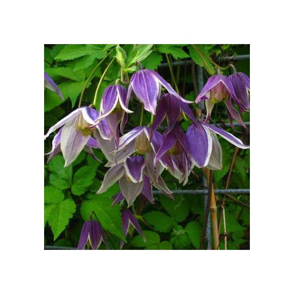 Clematis'Blue Eclipse' 