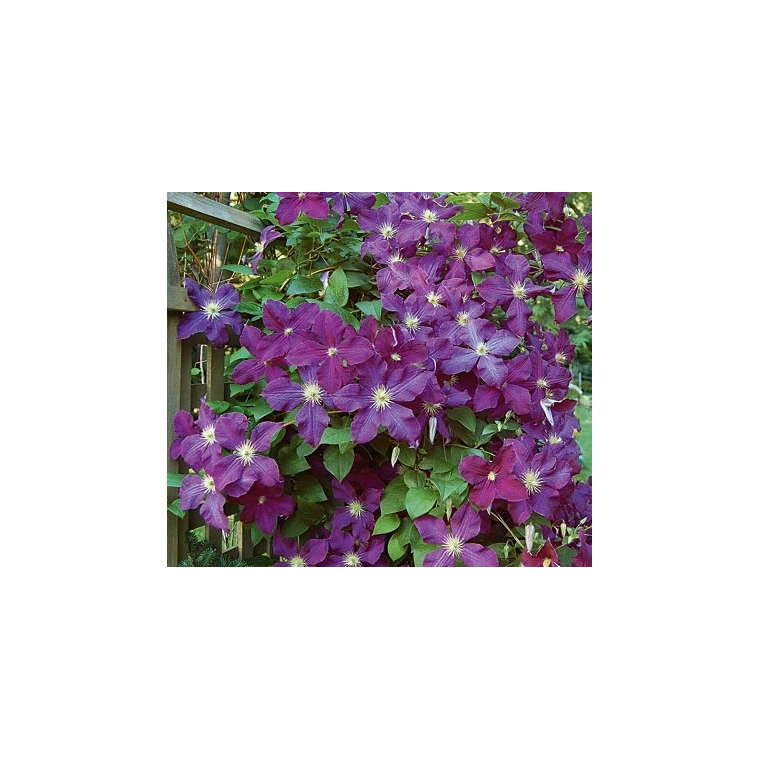 Clematis'Etoile Violette' 