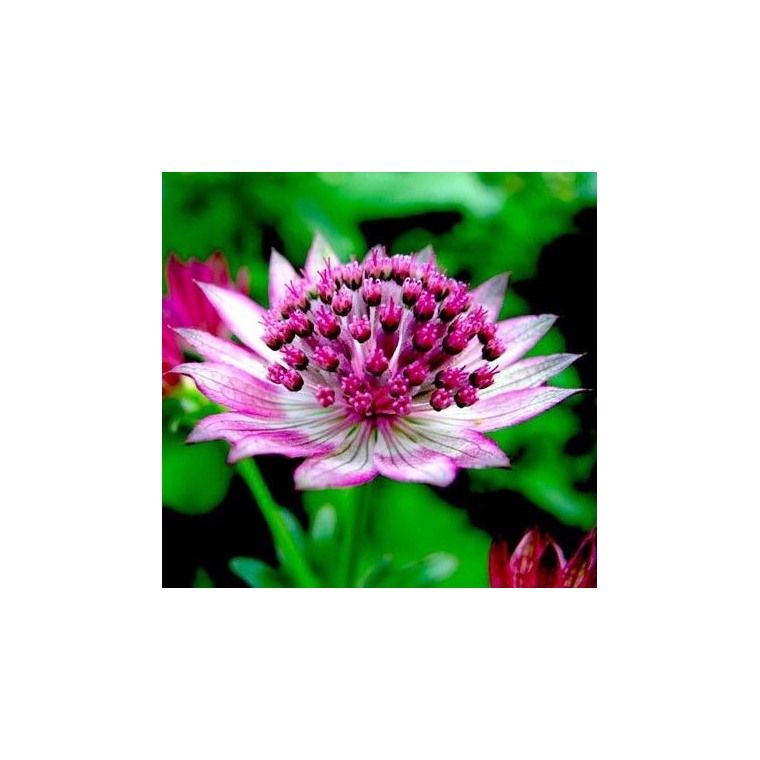 Astrantia major'Primadonna'