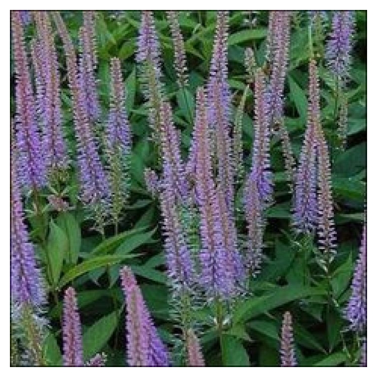 Veronicastrum virginicum'Adoration'