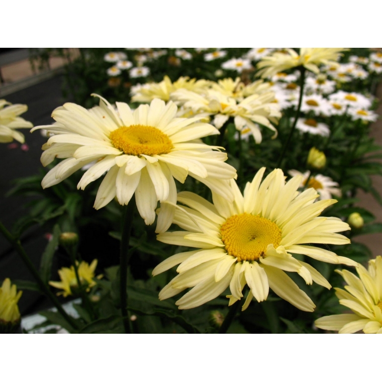 Leucanthemum superbum'Banana Cream'