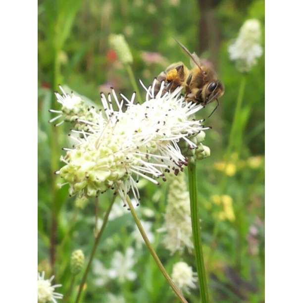 Sanguisorba'Burr blanc'