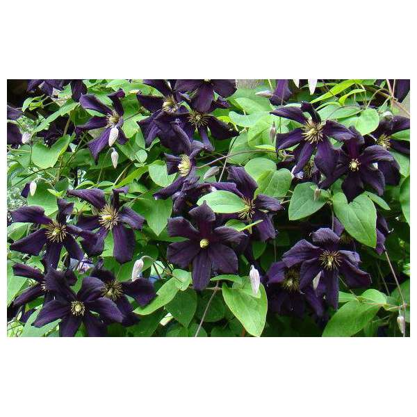 Clematis'Romantika' 