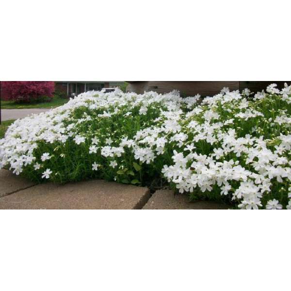 Phlox subulate'Snowflake'