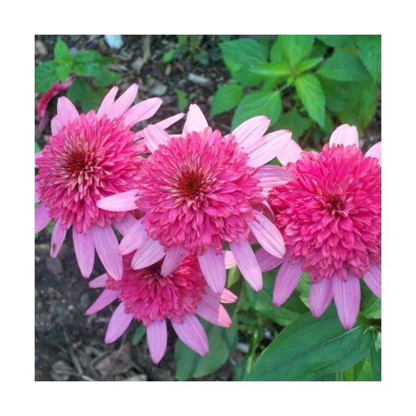 Echinacea purpurea'Supreme Elegance'