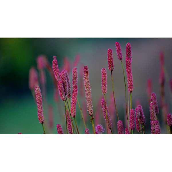 Sanguisorba'Blackthorn'