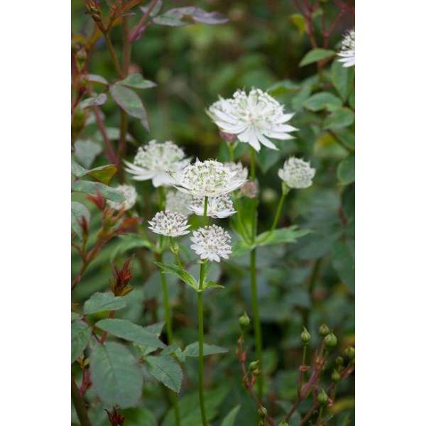 Astrantia major'White Angel'