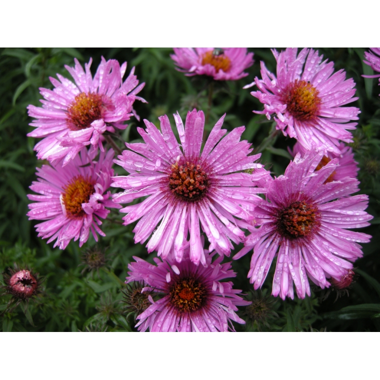 Aster novae-angliae'Barr's Pink' 