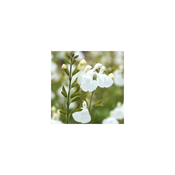 Salvia microphylla'Gletsjer'