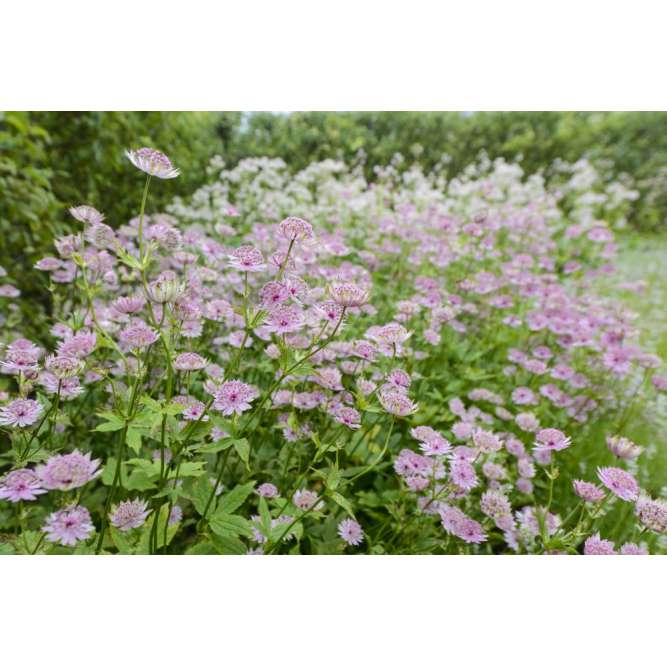 Astrantia'Buckland'