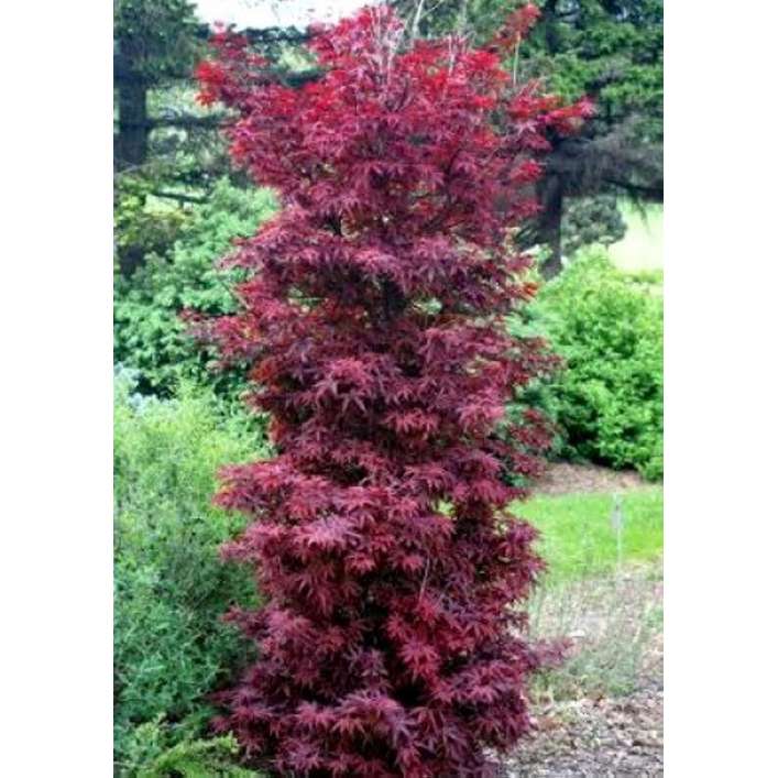 Acer palmatum'Twombly's Red Sentinel' 