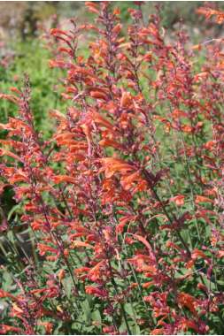 Agastache'Firebird'