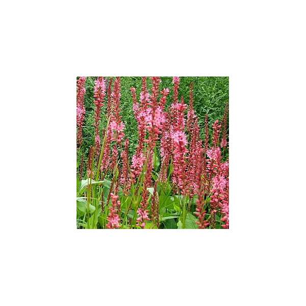 Persicaria amplexicaulis'Orangefield' 