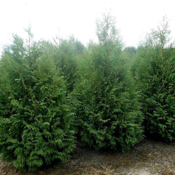 Thuja plicata'Martin' 140-160 cm,kluit 