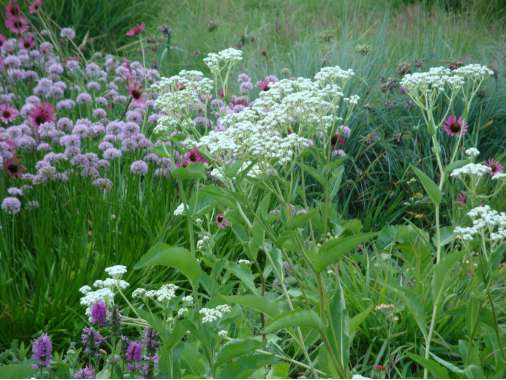 Parthenium integrifolium