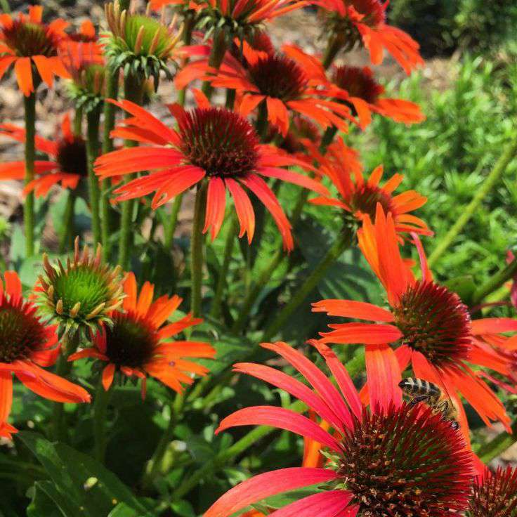 Echinacea'Orange Skipper'