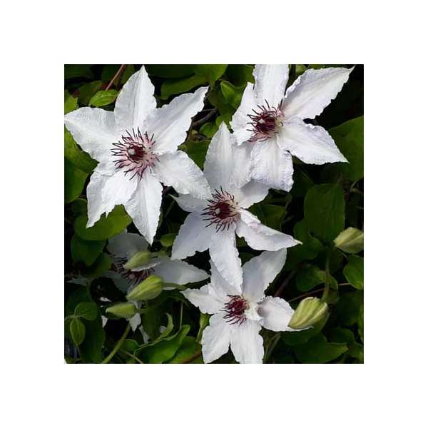 Clematis'Sparkler' 