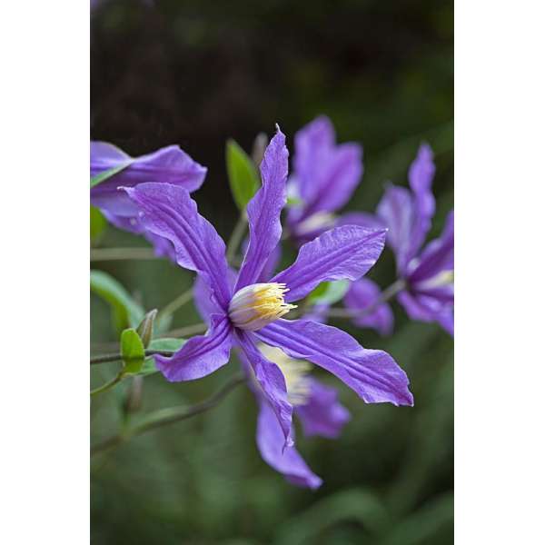 Clematis'Fukuzono' 