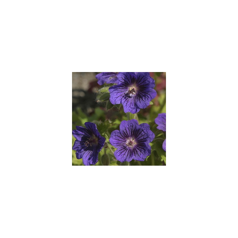 Geranium'Blue Blood'