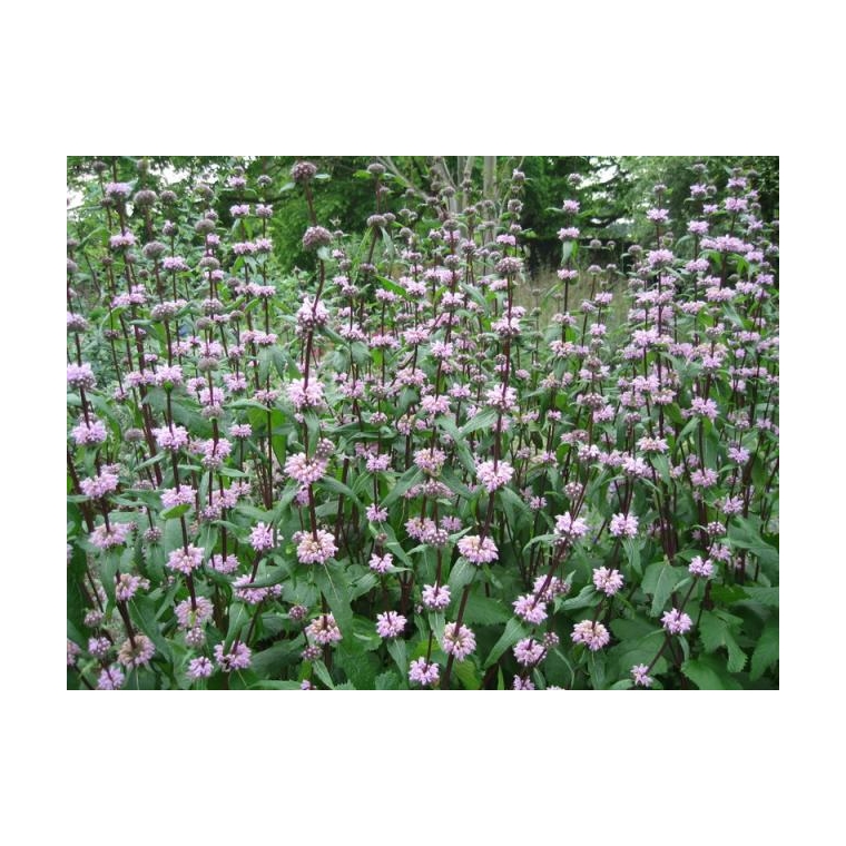 Phlomis tuberosa'Amazone' 