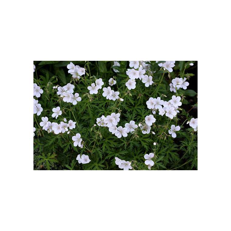 Geranium clarkei'Kashmir White'