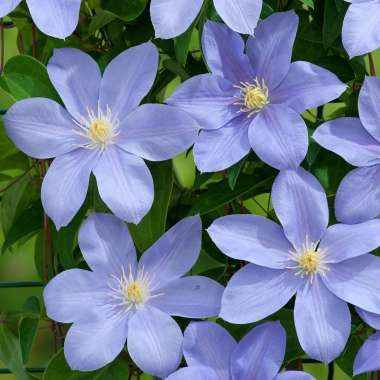 Clematis'Blue eyes' 