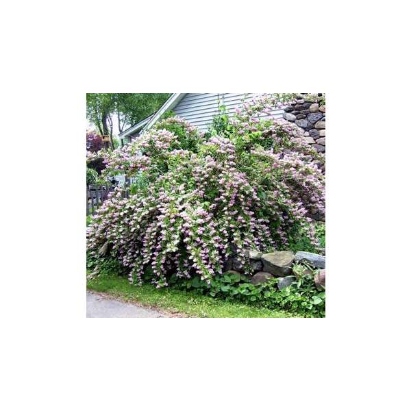 Deutzia purpurea'Kalmiiflora' 