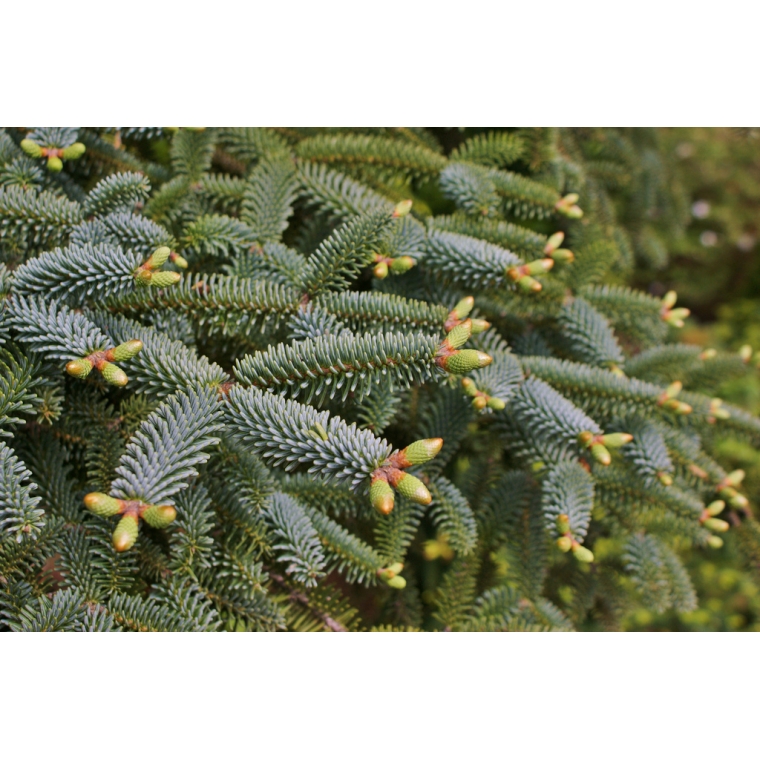 Abies pinsapo'Kelleriis' 