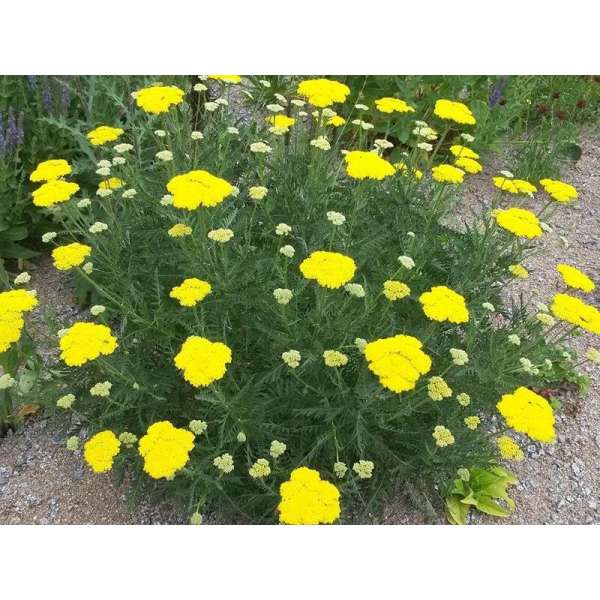 Achillea filipendulina'Bishkek Gold'