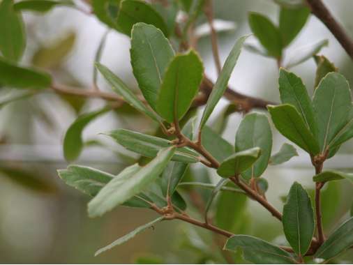 Quercus phillyreoides 