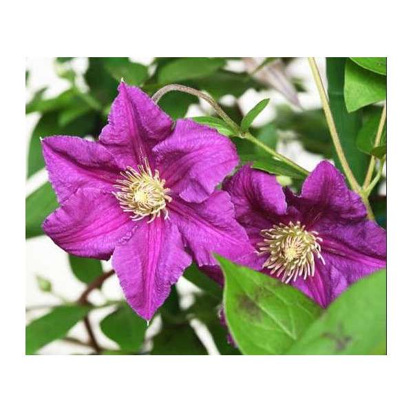 Clematis'Haru Ichiban' 