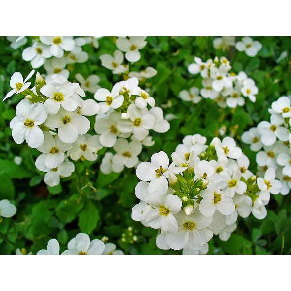 Arabis caucasica'Schneehaube'